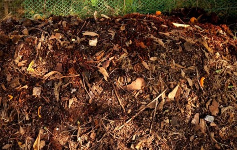 废弃的树枝怎么处理？堆肥和炭化哪个好？